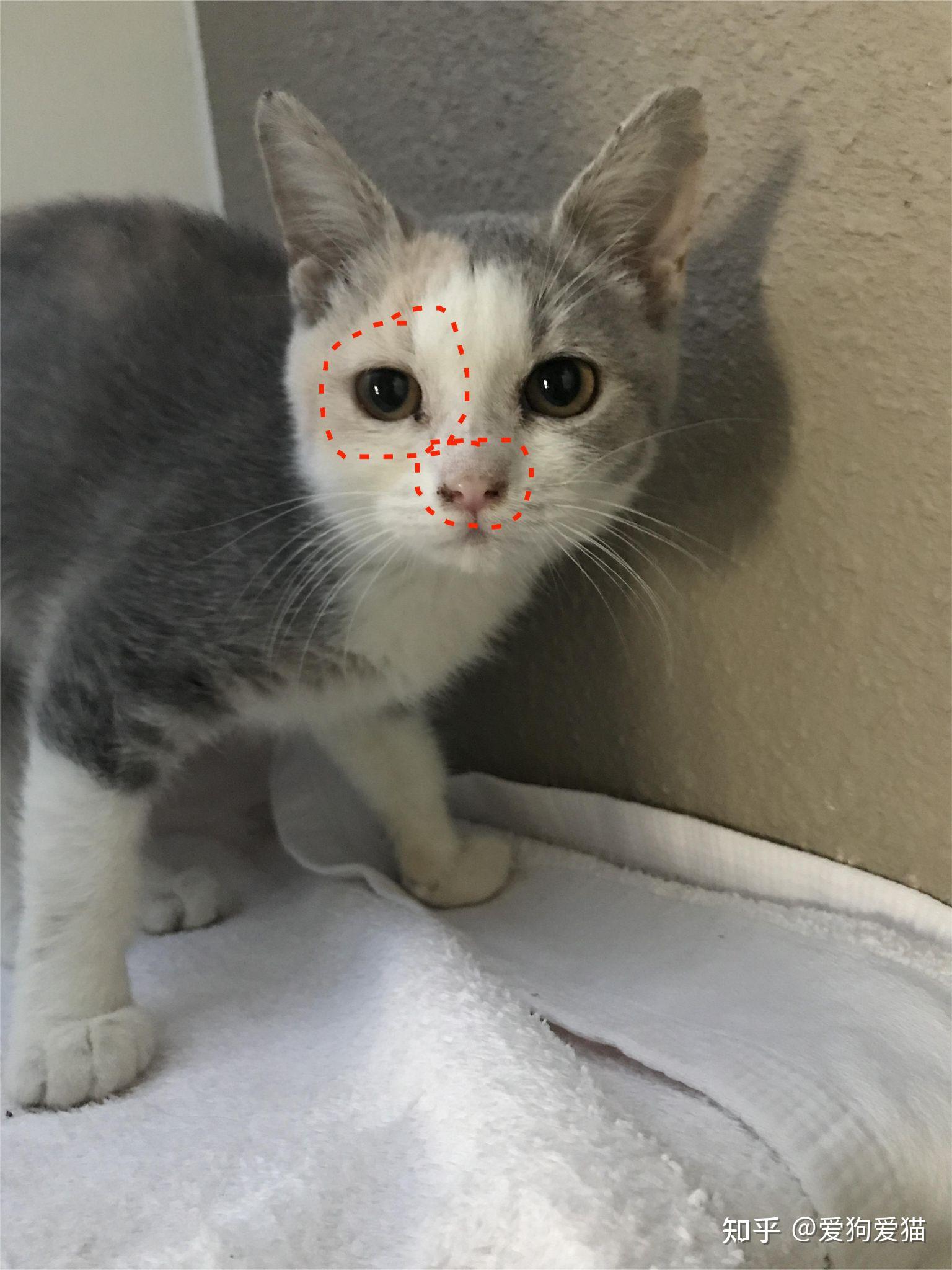 猫鼻支|别再花冤枉钱啦!