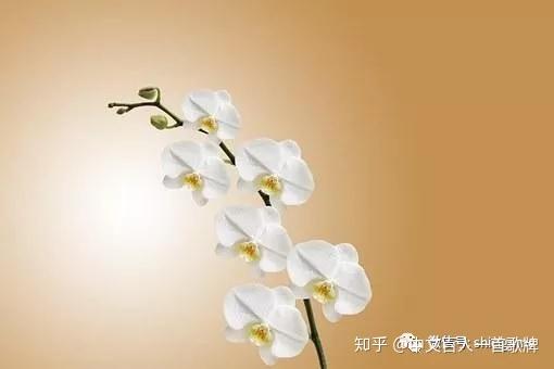 27句 菜根谭 经典励志名句解析 闲看庭前花开花落 知乎