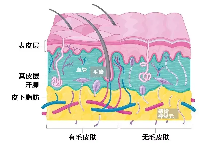 皮膚可分為三層:表皮層,真皮層和皮下脂肪.