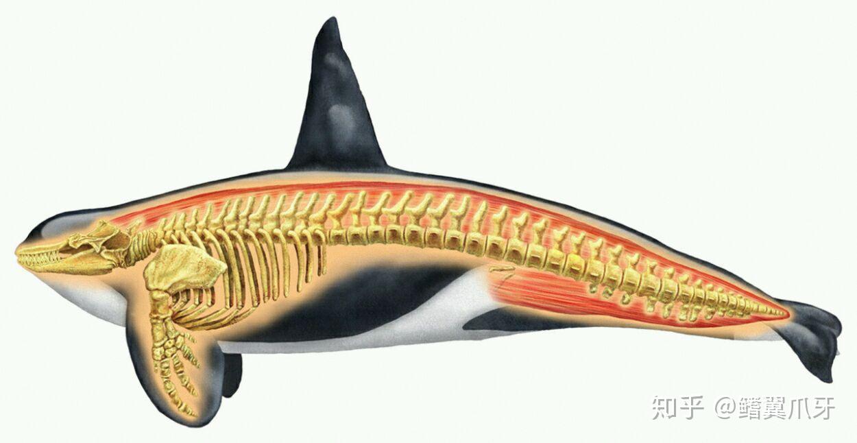 在鱼鳍沧鲸四大家族中,鱼龙沧龙鲸类都在想尽办法快马加鞭地鱼形化,而