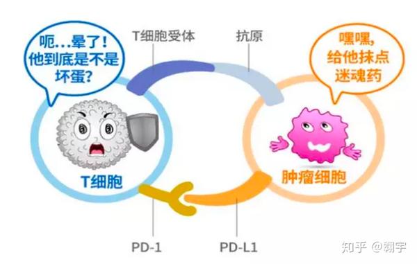 喜获诺贝尔奖的免疫肿瘤治疗,你知道多少?