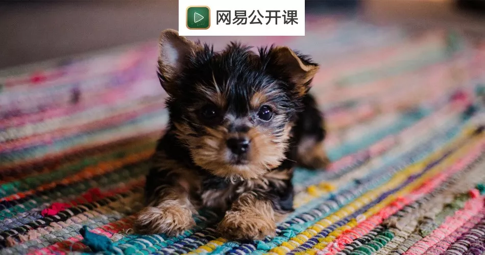 茶杯犬有多可爱 这场悲剧就有多残忍 知乎