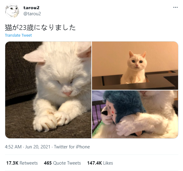 23岁老猫 逆生长 全网都看傻眼 猫咪也能返老还童 知乎