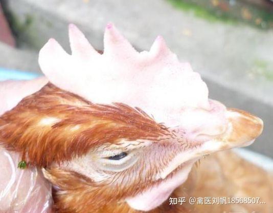 小鸡掉毛是什么原因