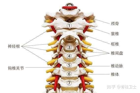 颈椎结构图片分解图图片