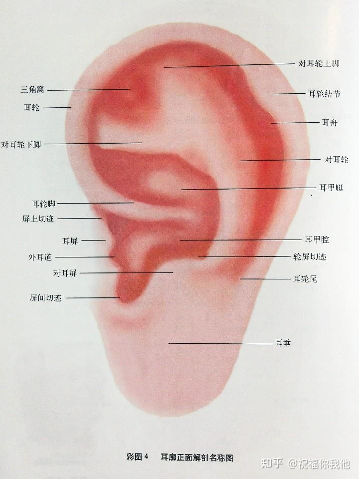 耳轮上有坑图解图片