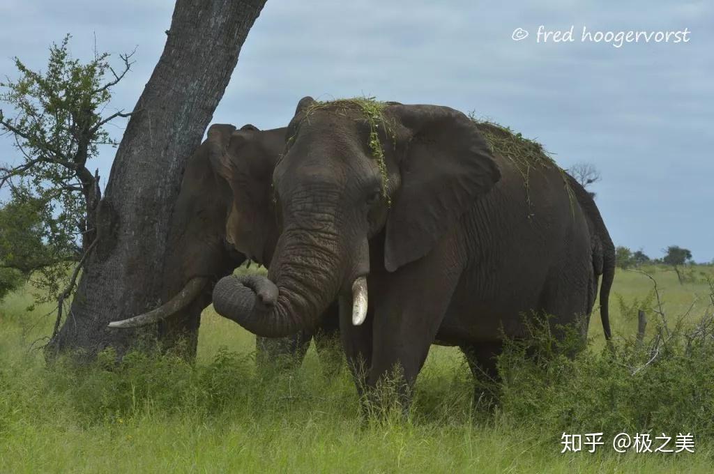 非洲大象:站着睡觉,睡时靠在墙上或树干上,并把长鼻子弯曲,鼻端卷进