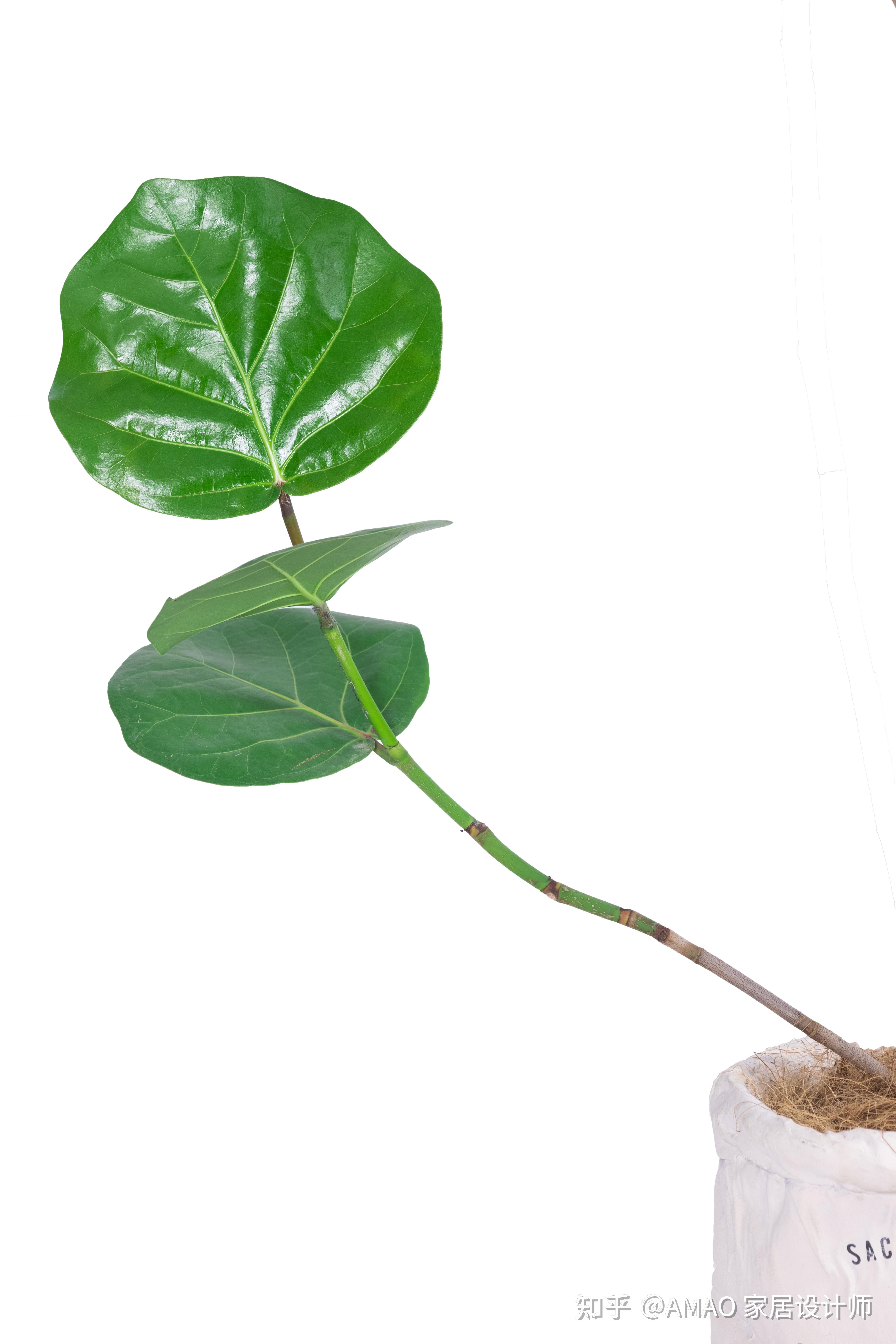 设计师推荐的室内盆栽 海葡萄 - 知乎
