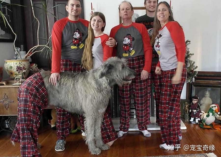 巨無霸狗狗愛爾蘭獵狼犬的搞笑日常你想不到