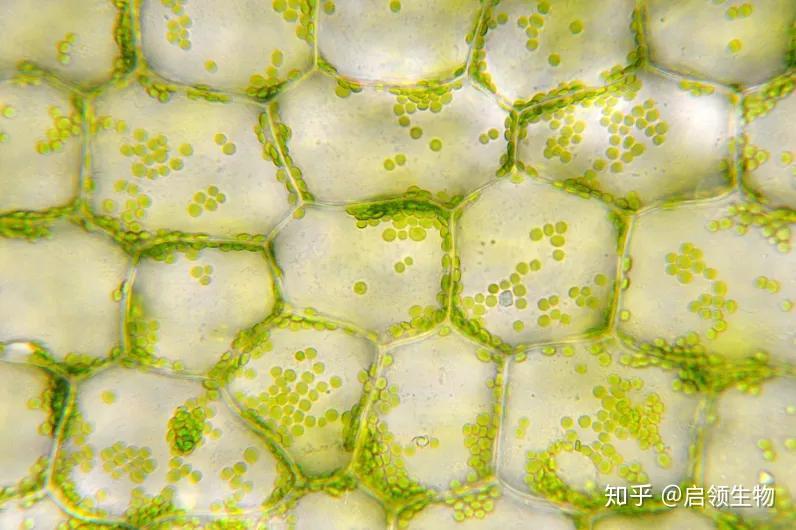 细胞破碎技术与方法