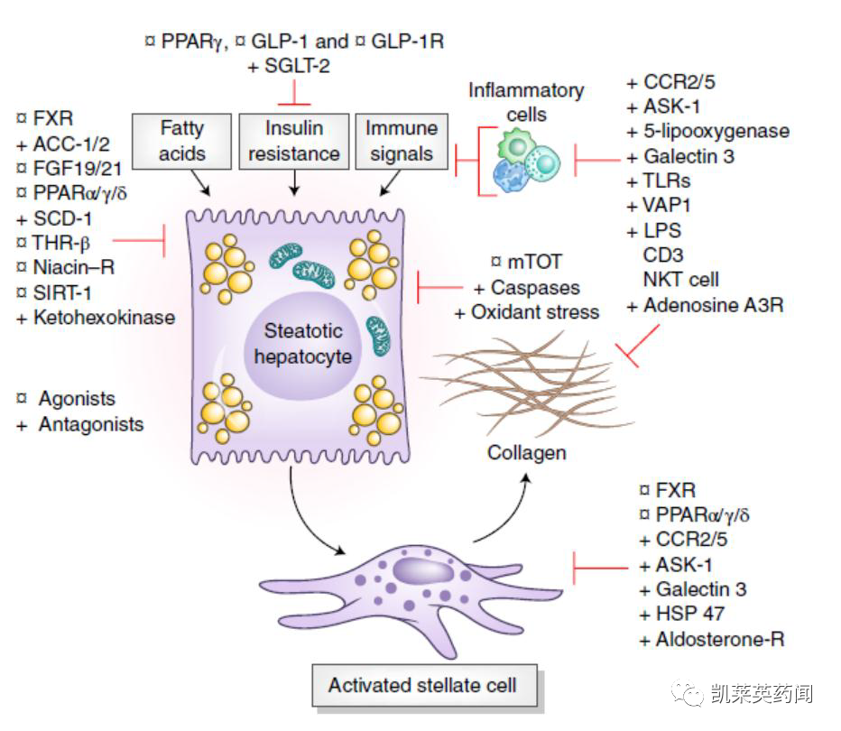 NASH研发火热！Alnylam 和 Regeneron 报告治疗NASH 的RNAi 治疗药物ALN-HSD的最新1期数据 - 知乎