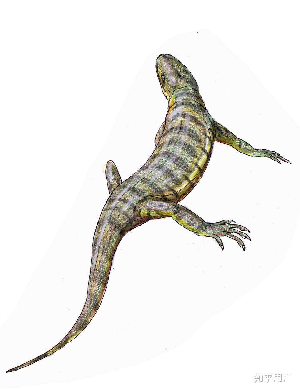 羊膜动物的两个纲是各自独立起源于两栖类还是有个共同的羊膜类祖先?