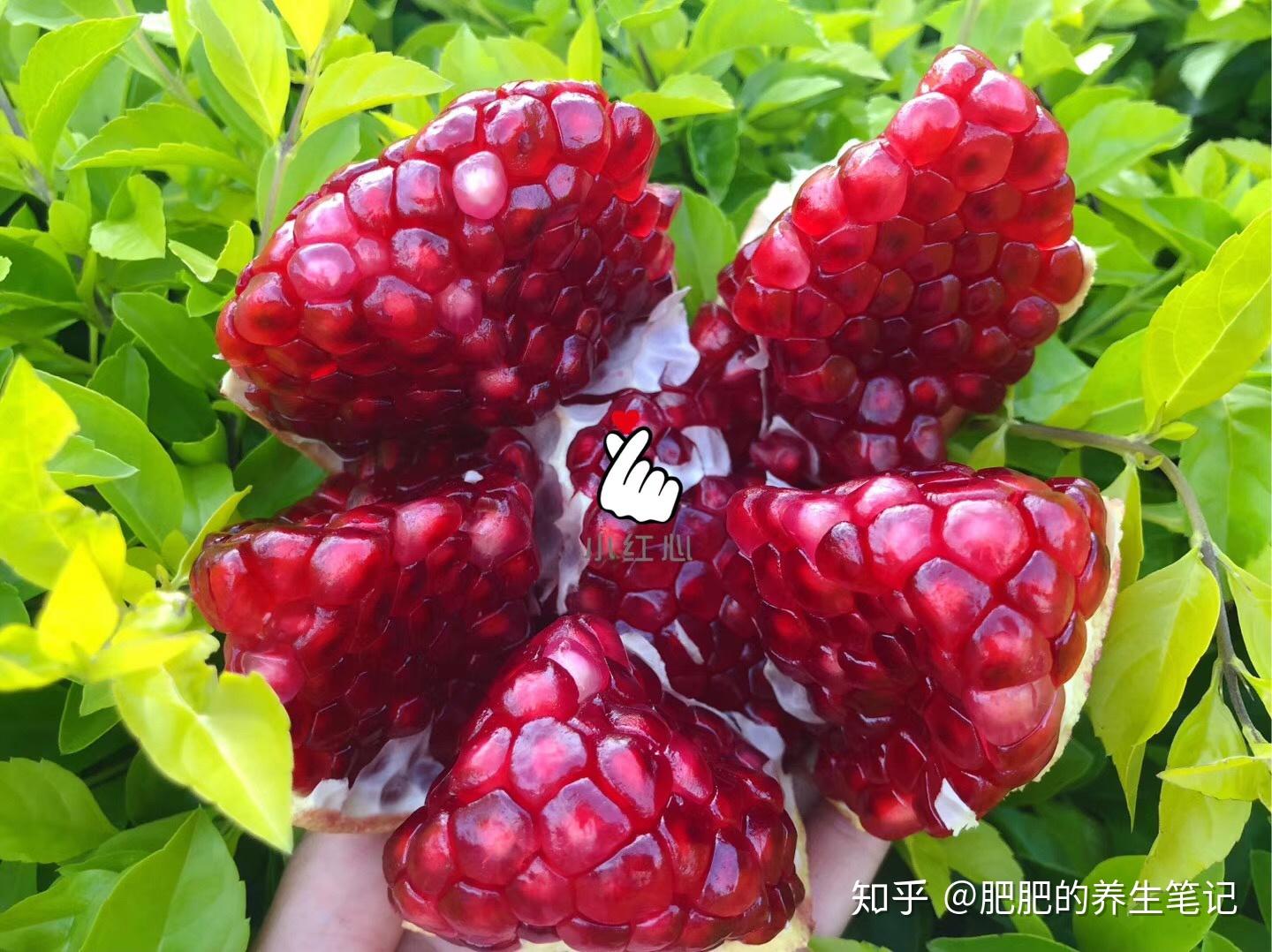 云南宾川葡萄在沪举办推介会 “宾果儿”三大品种齐亮相 | 国际果蔬报道