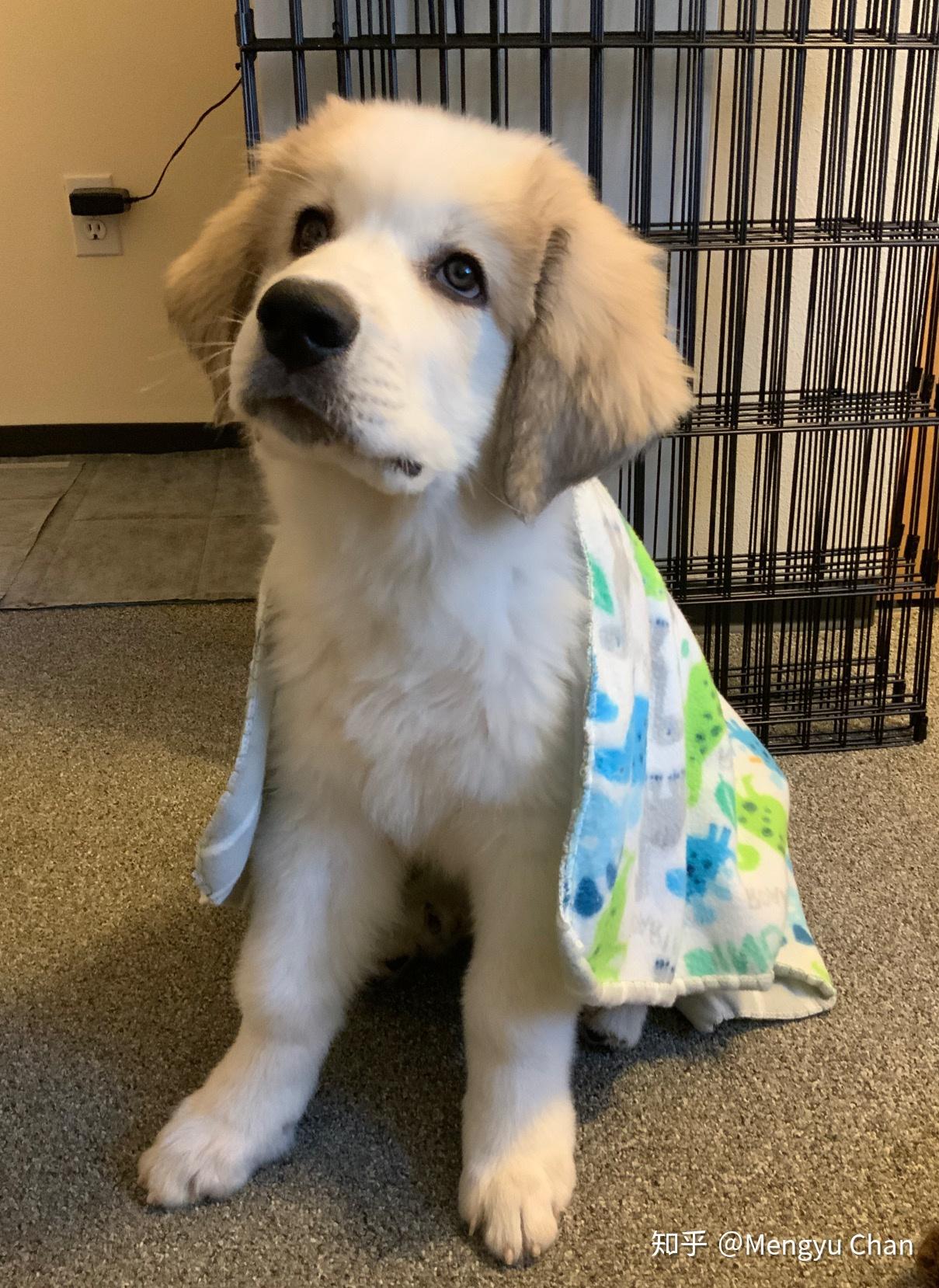 大白熊犬阿棉的日常