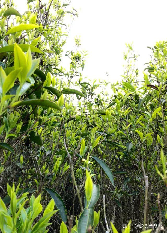 潮州嵩峰岭头单丛正宗明前茶饶平岭头白叶单丛