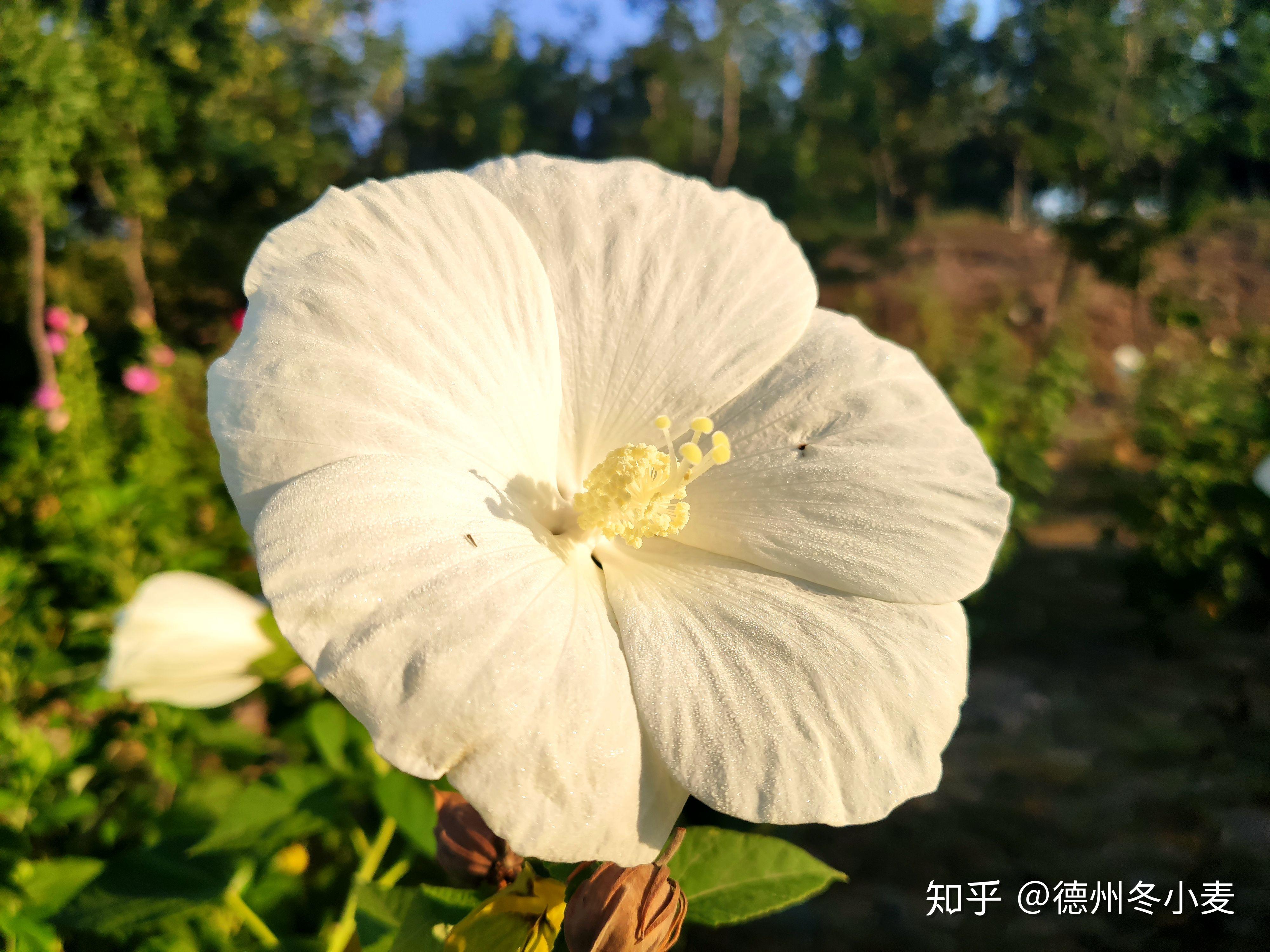 寒露节气话说大花秋葵的花蕊