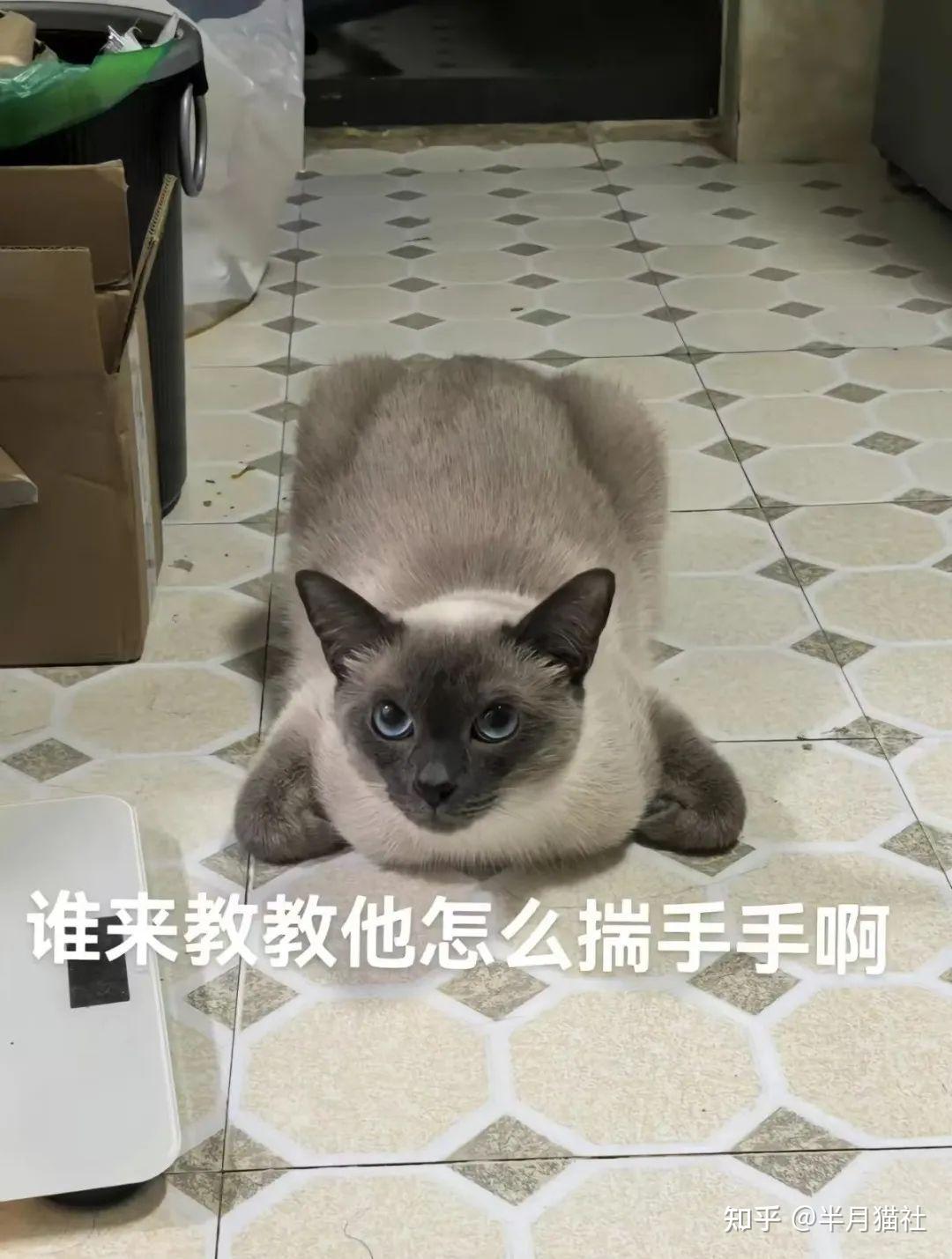 妹子晒猫咪"超绝揣手姿势",网友不敢笑以为截肢了,没想到…猫:你知道