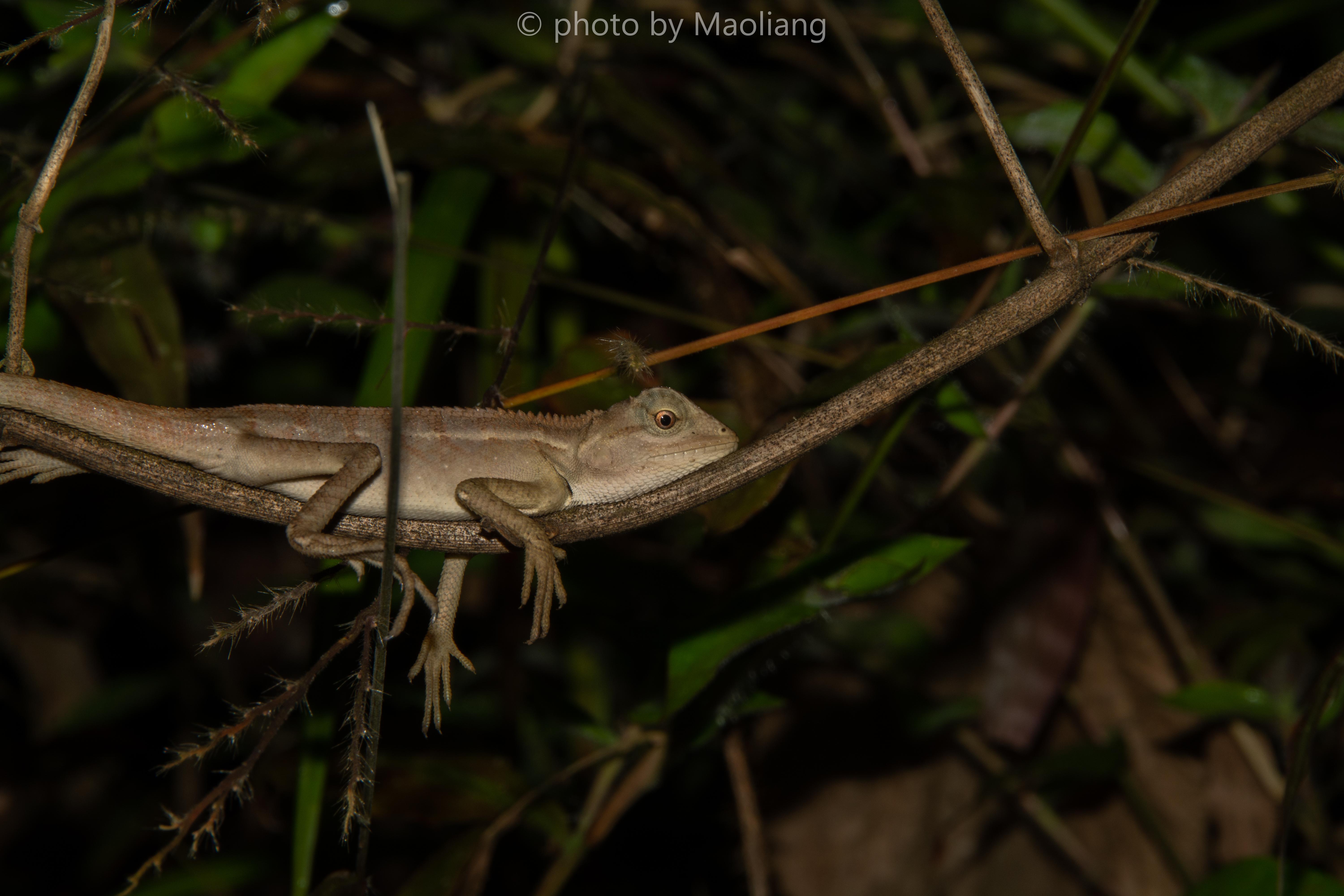 冬天的版纳植物园两栖爬行