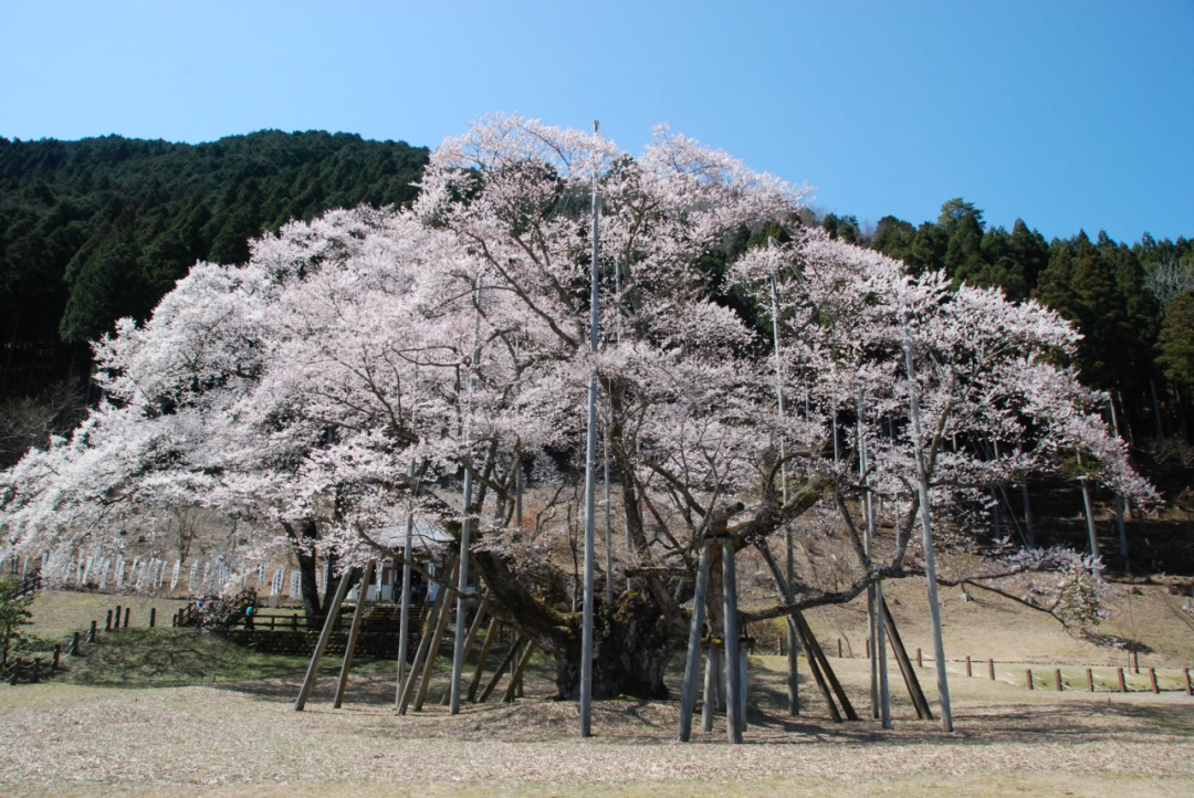 松尾芭蕉 樱花图片