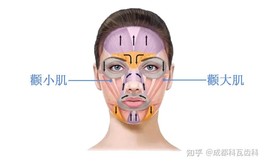 颧肌图片