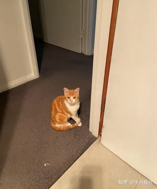 凌晨12点下班回家,我的猫提前开着灯在等我,猫咪:麻麻你终于平安打猎回来了 - 知乎