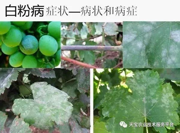 戊唑醇,醚菌酯等等,进口的也能说出几个,比如露娜森,翠贝,卡拉生等等