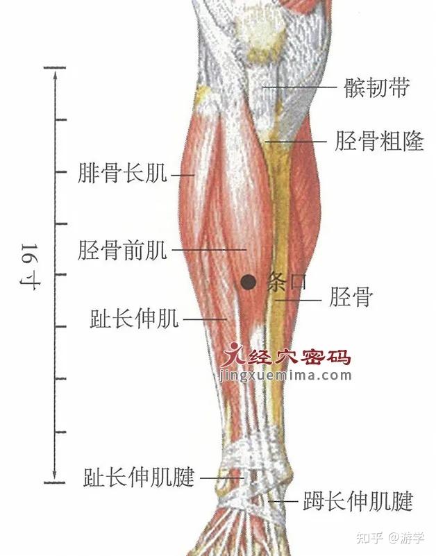 要多点揉小腿外侧中间的条口穴,该穴有疏经活血的作用,腿部经络气血