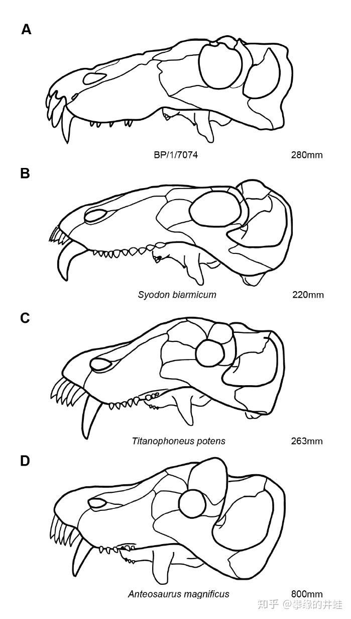 看起来很像合齿兽,但研究者认为它是一头幼年的巨型安蒂欧兽.