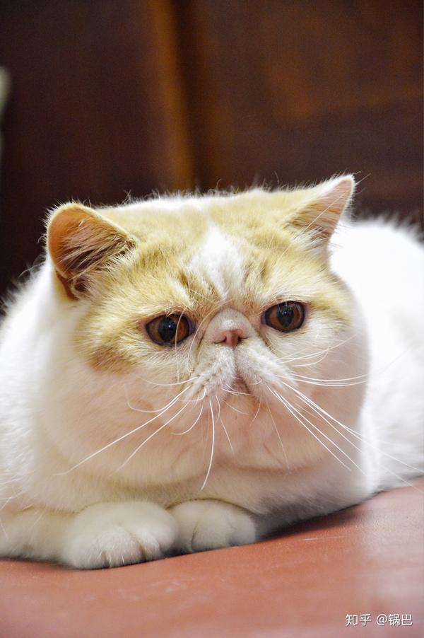 加菲猫(异国短毛猫)的萌值有多高?