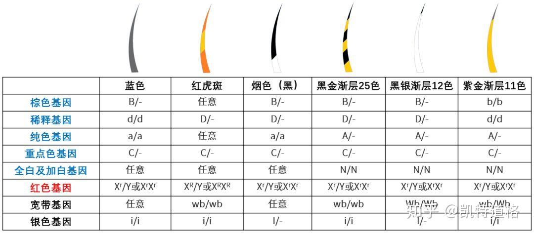 英国短毛猫繁育的秘密之毛色篇