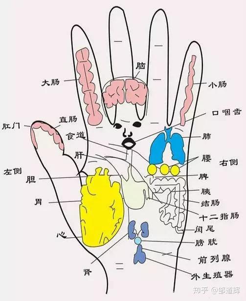 手掌对应的器官示意图图片