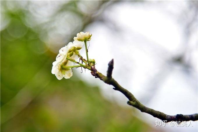 糖梨树上结满了像棒棒糖一样的果子,正在吮吸着大斑石下的雨露慢慢