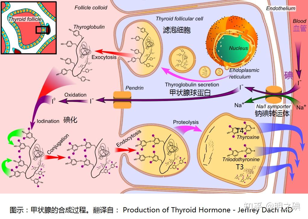 甲状腺和甲状腺激素 知乎 