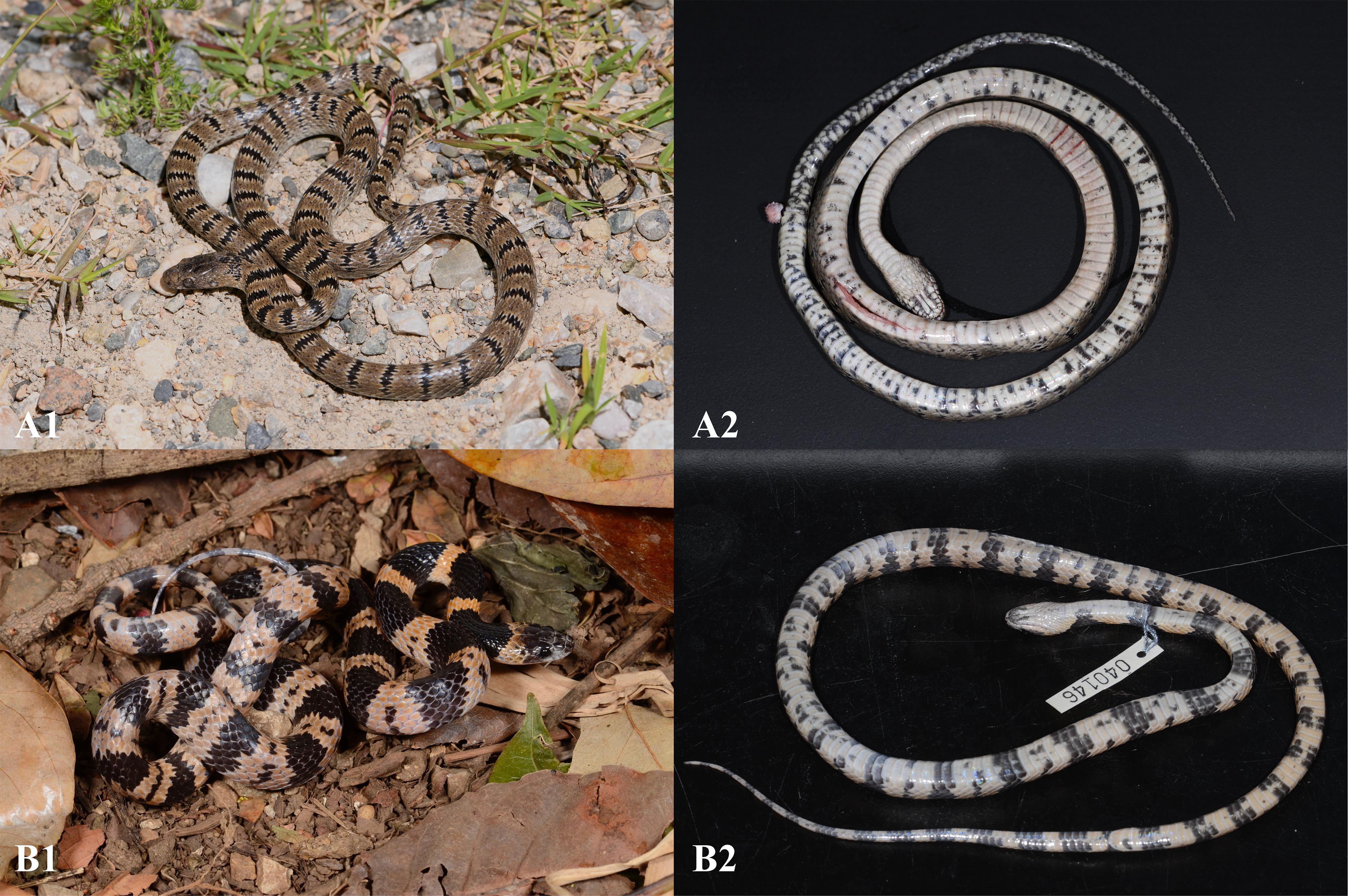 2021年国内发表蛇类新物种小结