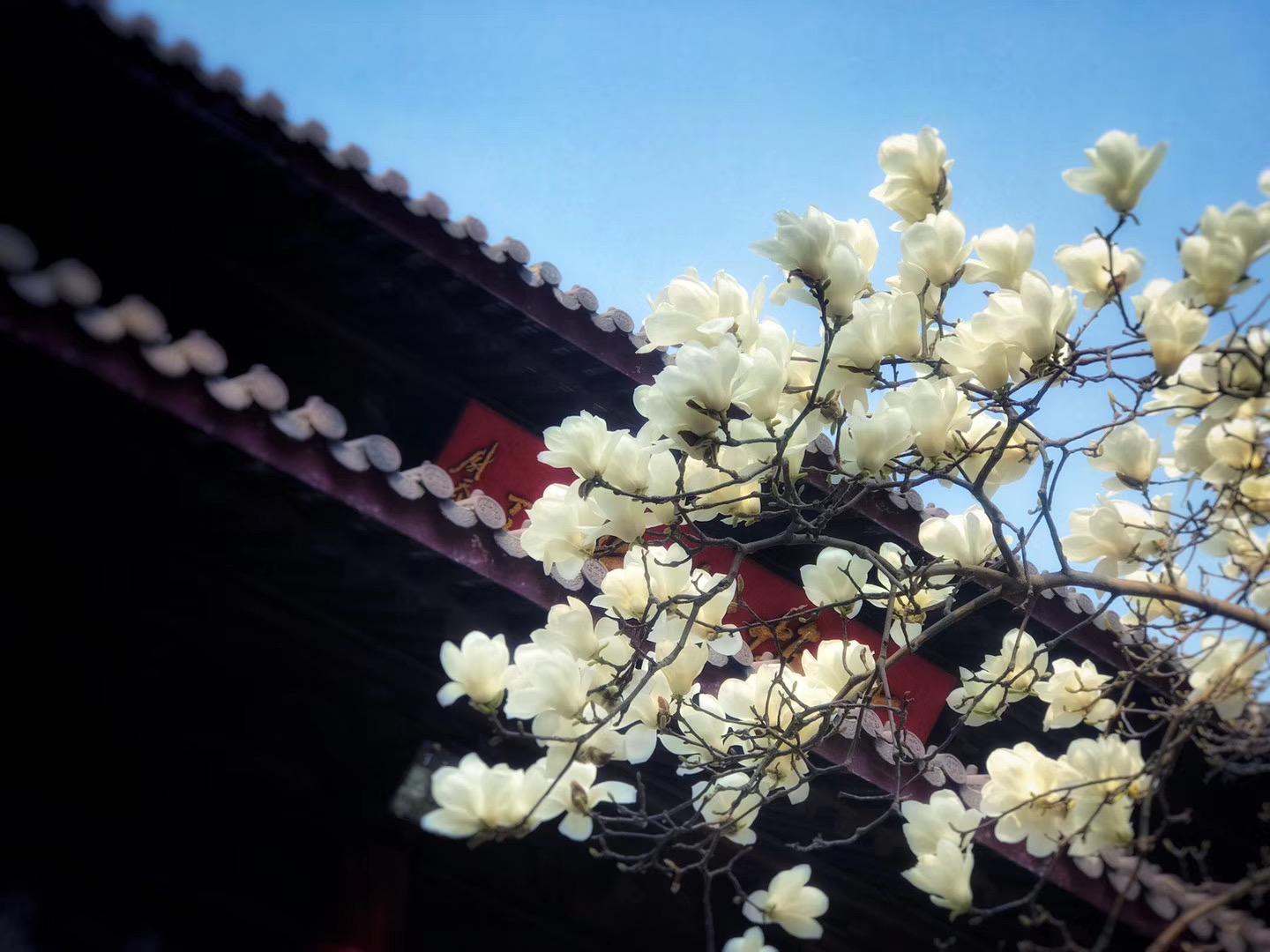 南京灵谷寺前的白玉兰