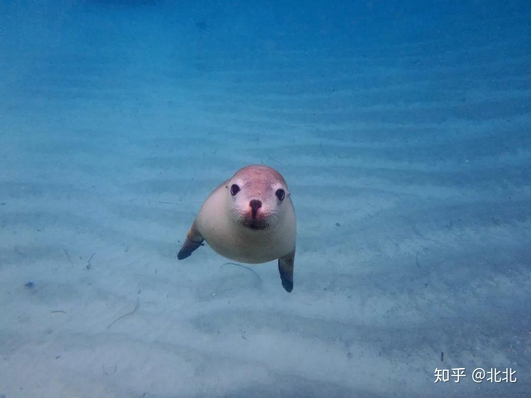 australiansealions澳洲海狮简介