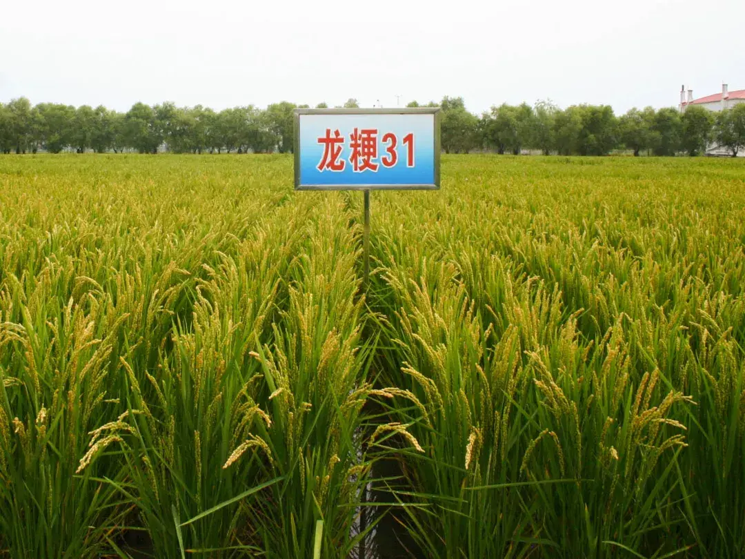 龙粳3007水稻种子简介图片