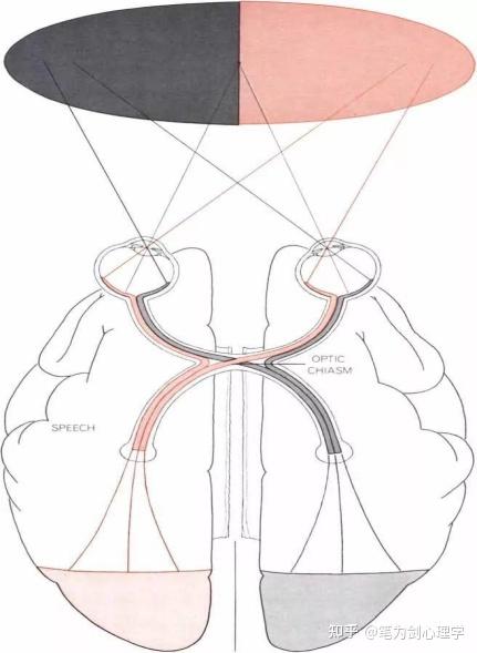 心理学经典实验裂脑人实验斯佩里