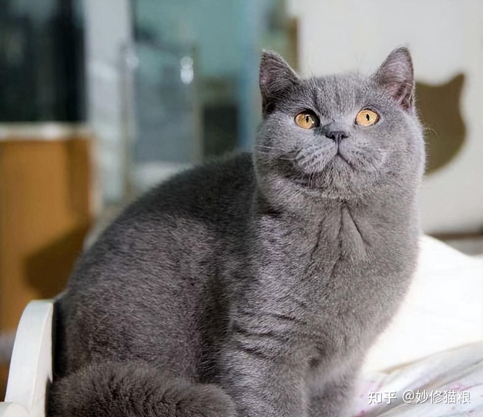 公猫和母猫有什么区别? - 知乎