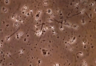 叹为观止精美动图带你走进人体细胞的神秘世界