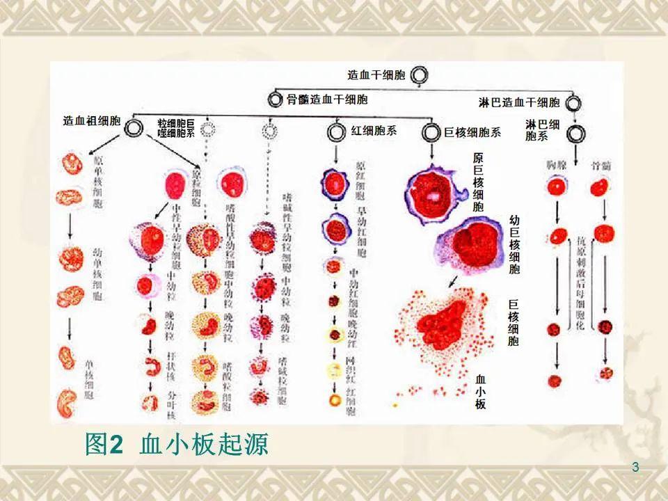 血小板基础与临床应用 - 知乎