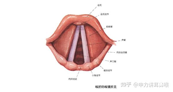 容易被忽视的喉癌 该如何预防 知乎