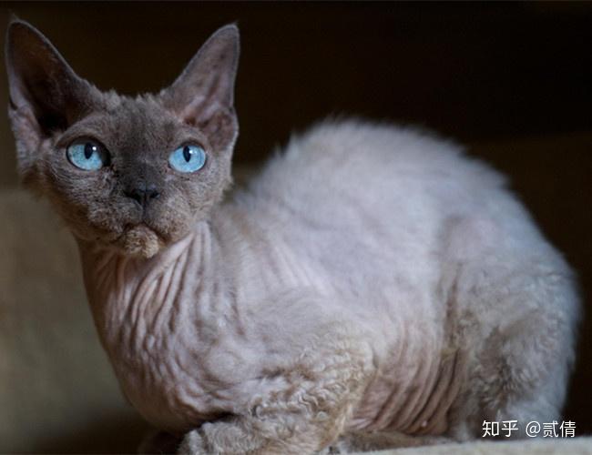 每天带你了解一种猫——德文卷毛猫 - 知乎