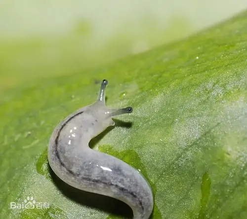 《昆虫记》笔记图解--金步甲