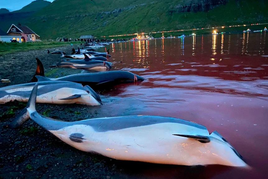 血染海豚湾!丹麦残忍捕杀1428头海豚,整个世界再一次哭泣了