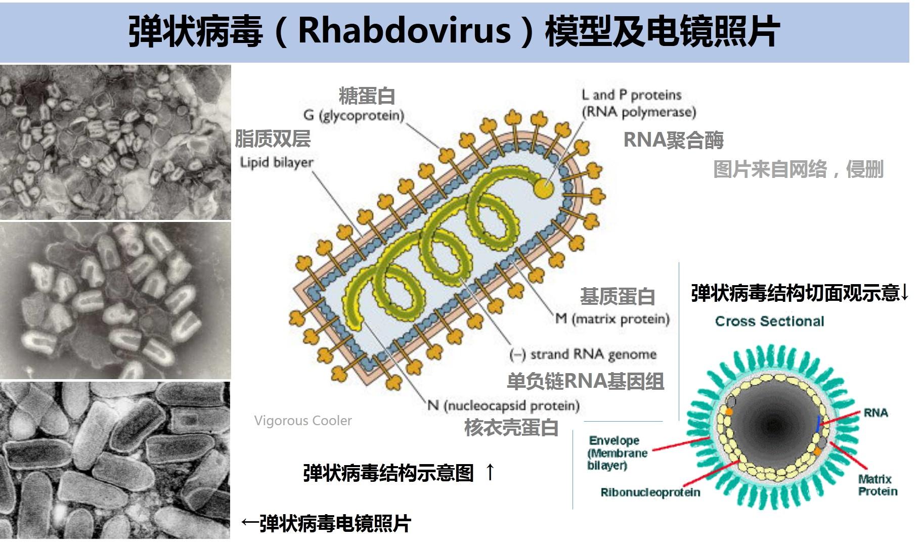 和该科病毒一样,狂犬病毒属的成员都是单股负链rna基因组(