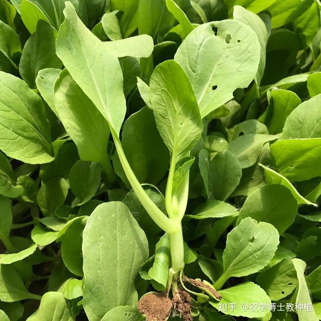 為了創造利於小油菜生長的環境條件,我們需要覆蓋地膜種植.