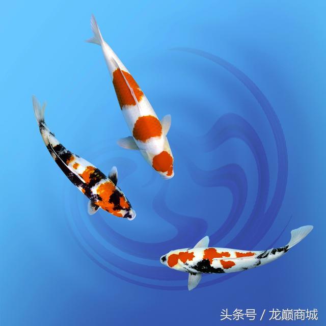 史上最全錦鯉魚品種詳細介紹寓意鯉魚躍龍門之志