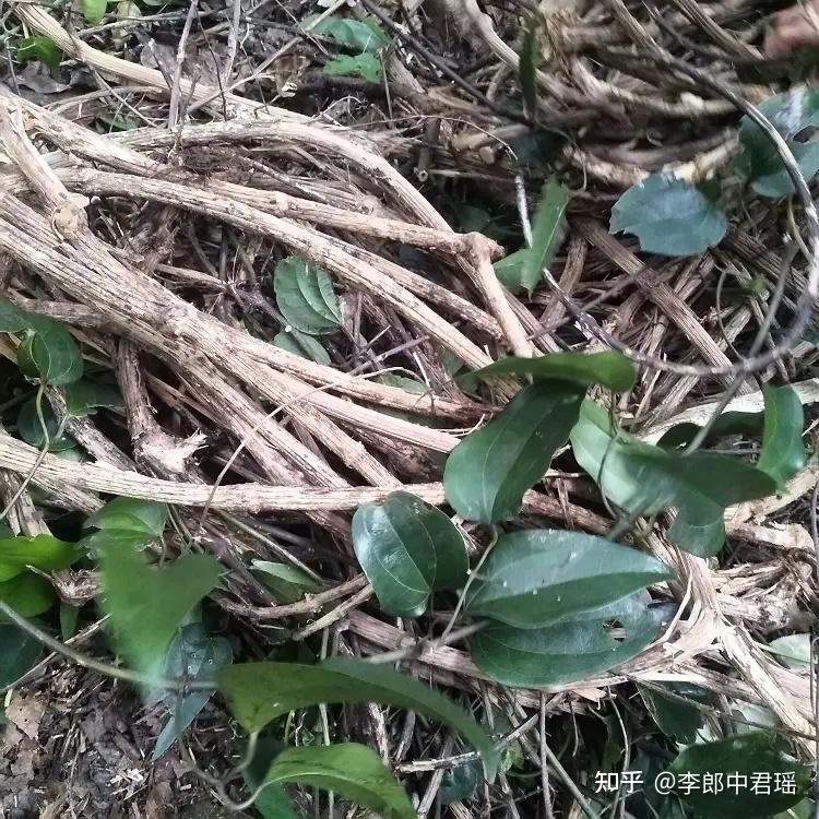 利尿通淋药—木通 - 知乎