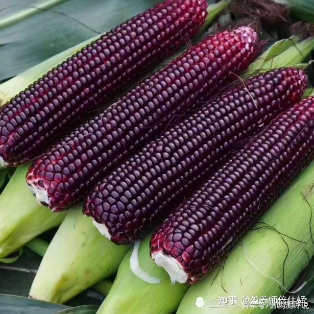 紫黑糯玉米不但含有脂肪,膳食纤维素,各种氨基酸,还含有丰富的钙,铁